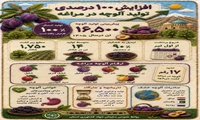 مراغه؛ قطب تولید آلوچه و خشکبار آذربایجان شرقی
